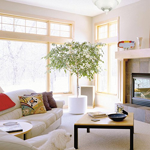 Westinghouse 2-Light Ceiling Fixture, White - 66162