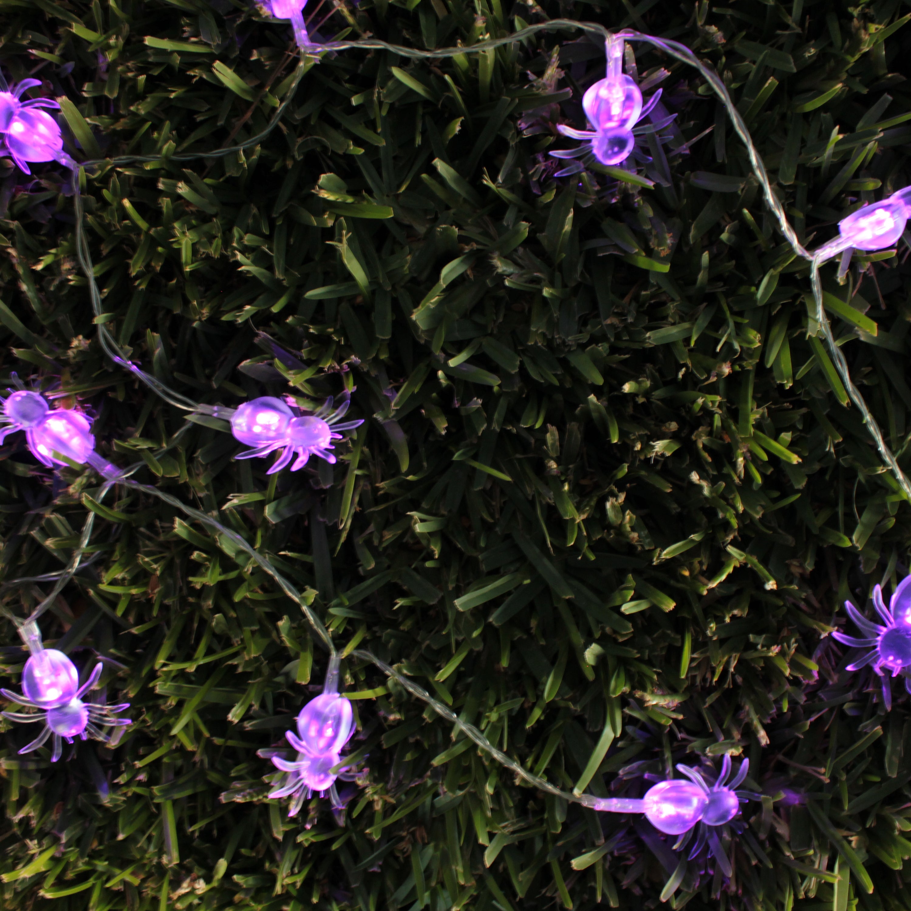 10 LED String Light Spider Battery Operated - White LED Purple Spider