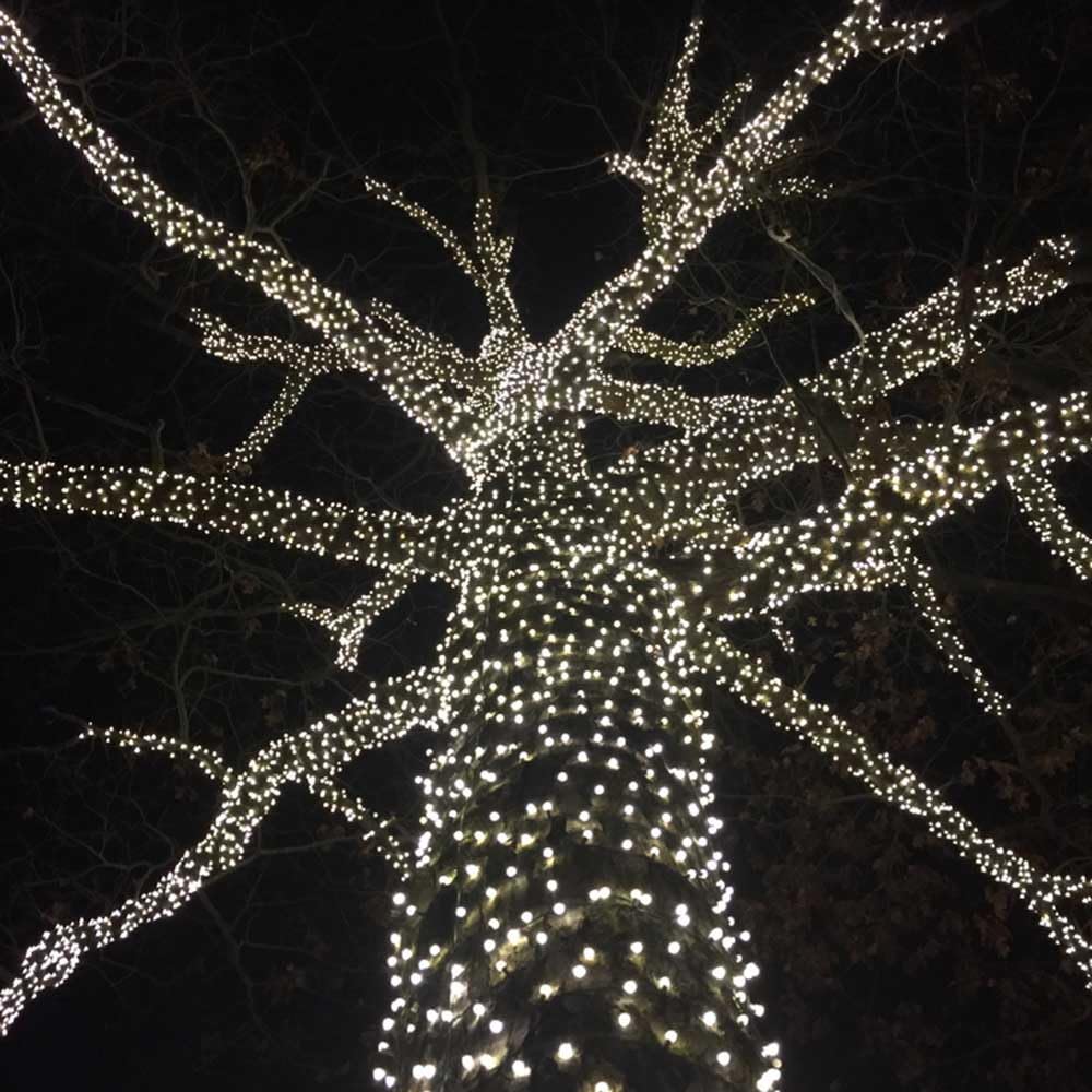 Novelty Lights 25ft 50 LED Christmas String Lights, Pure White, Brown Wire, Dimmable, Connectable, UL Listed, Model MRD-25B-2