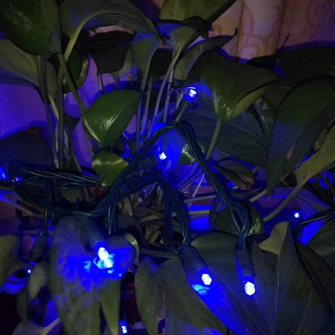 Everfit Lighting 50 Count 5Mm Led Christmas Lights Set, Blue, 17Ft Green Wire, Outdoor Mini String Lights For Halloween & Holiday Decor