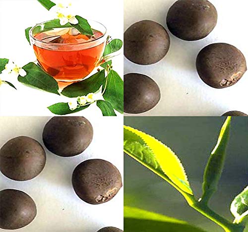 MySeeds.Co Tea Plant Seeds - Camellia sinensis - Big Pack (25 Seeds) - Edible Flower - Black & Green