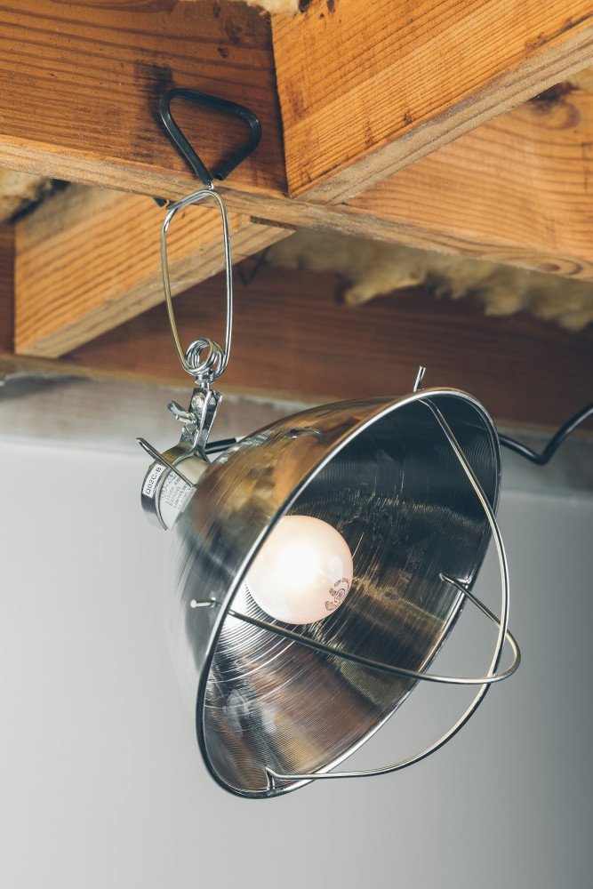 Woods Clamp Lamp with 10 Inch Reflector, 300 Watt Bulb, 6 Foot Cord, Multicolor, Model 166