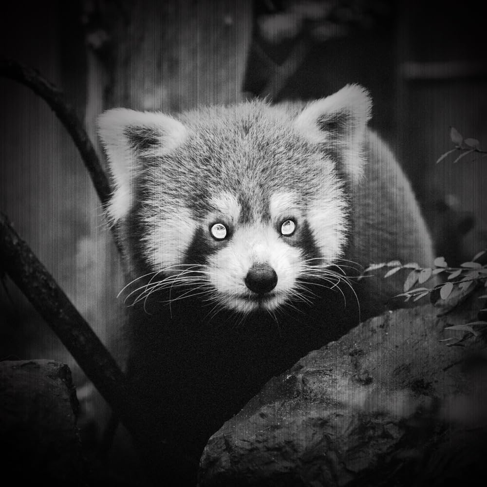 WAYLLSHINE 850nm IR Illuminator Night Vision Flashlight, Infrared Illuminator for Night Vision Camera Device