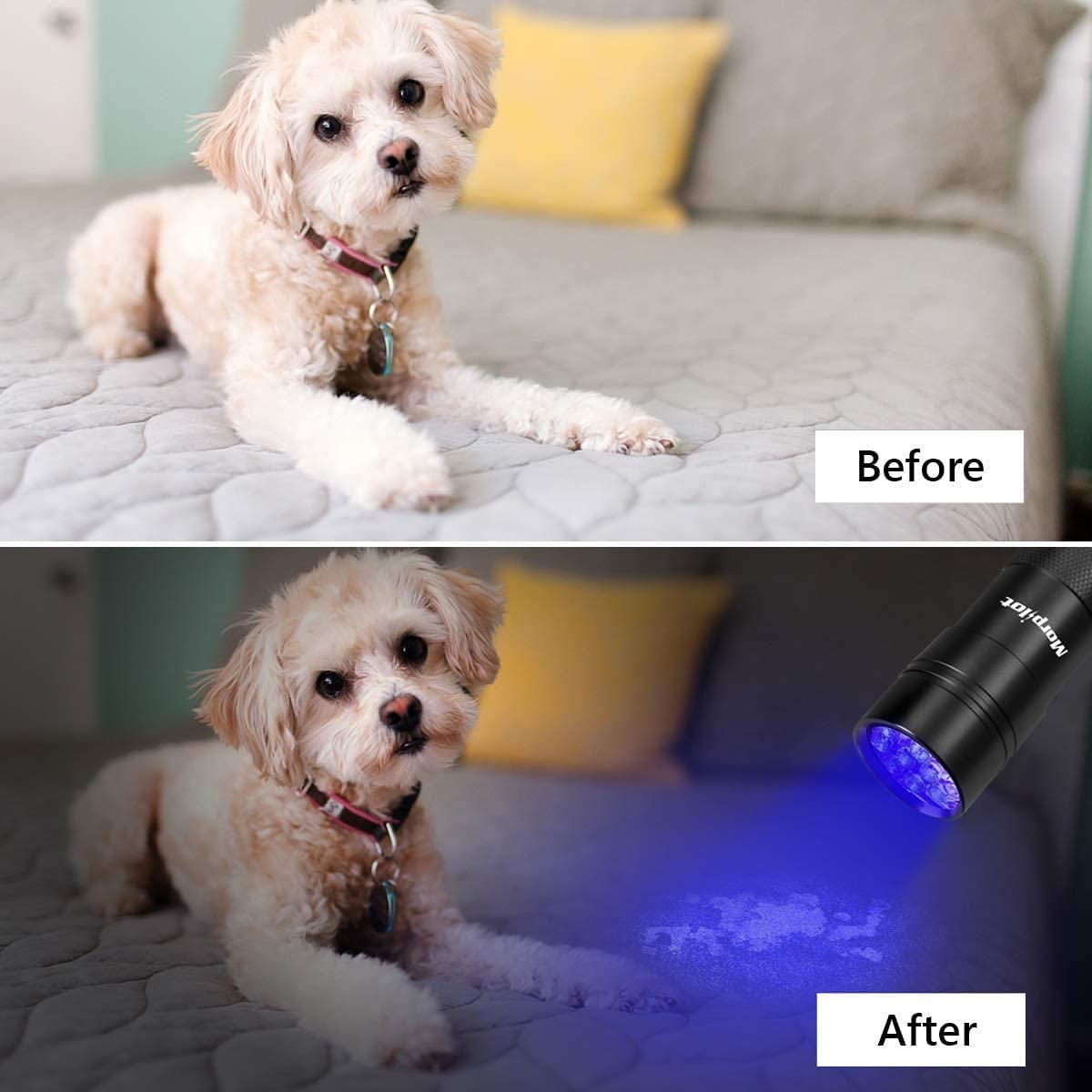 Morpilot UV Flashlight, 12 LED 395nm, 2 Pack, Black, Aluminum, Model 2061023, Mini Torch Light for Pet Urine Detection