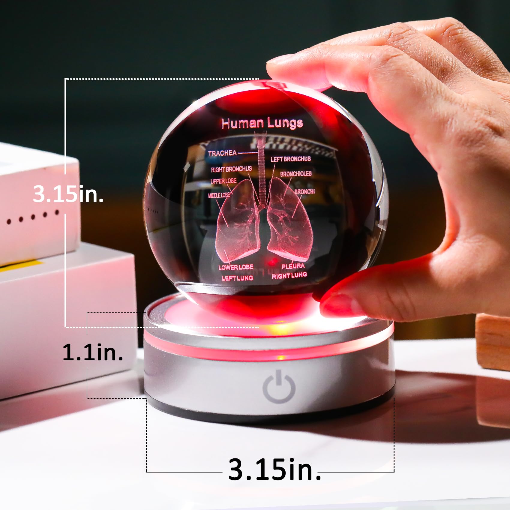 Enjinkail 3D Human Lung Model Crystal Ball Doctor Gifts For Women Men, Laser Etched Glass Anatomical Lung Figurine Science Biolo