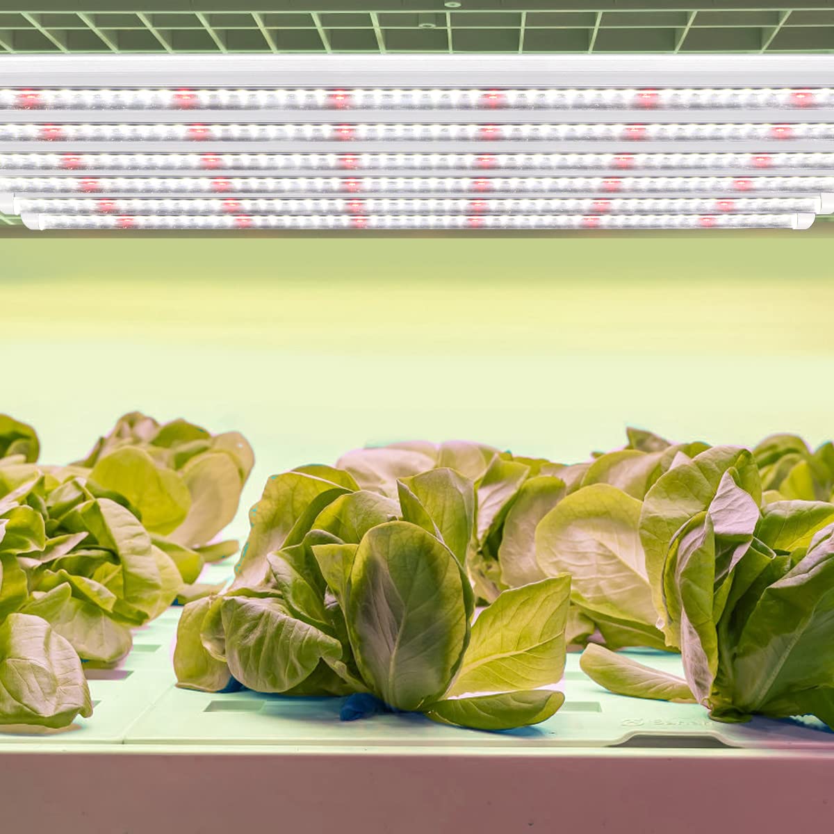 Gytf T5 Grow Lights, 408 Led-Bulb White Full Spectrum High Ppfd Plant Light Strips For Indoor Plants Growing, Greenhouse, Seeds Starting, Succulents, Expandable Design (8X10W, 400W Equivalent)