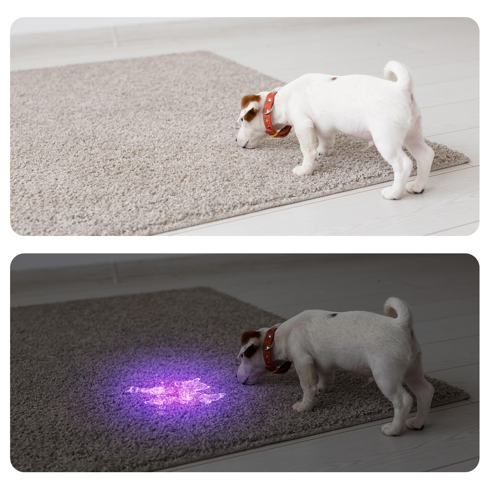 COSOOS 4 Pack UV Blacklight Flashlights, 12LED Mini Portable Pet Urine Detector, Silver, Model KJ-C6602