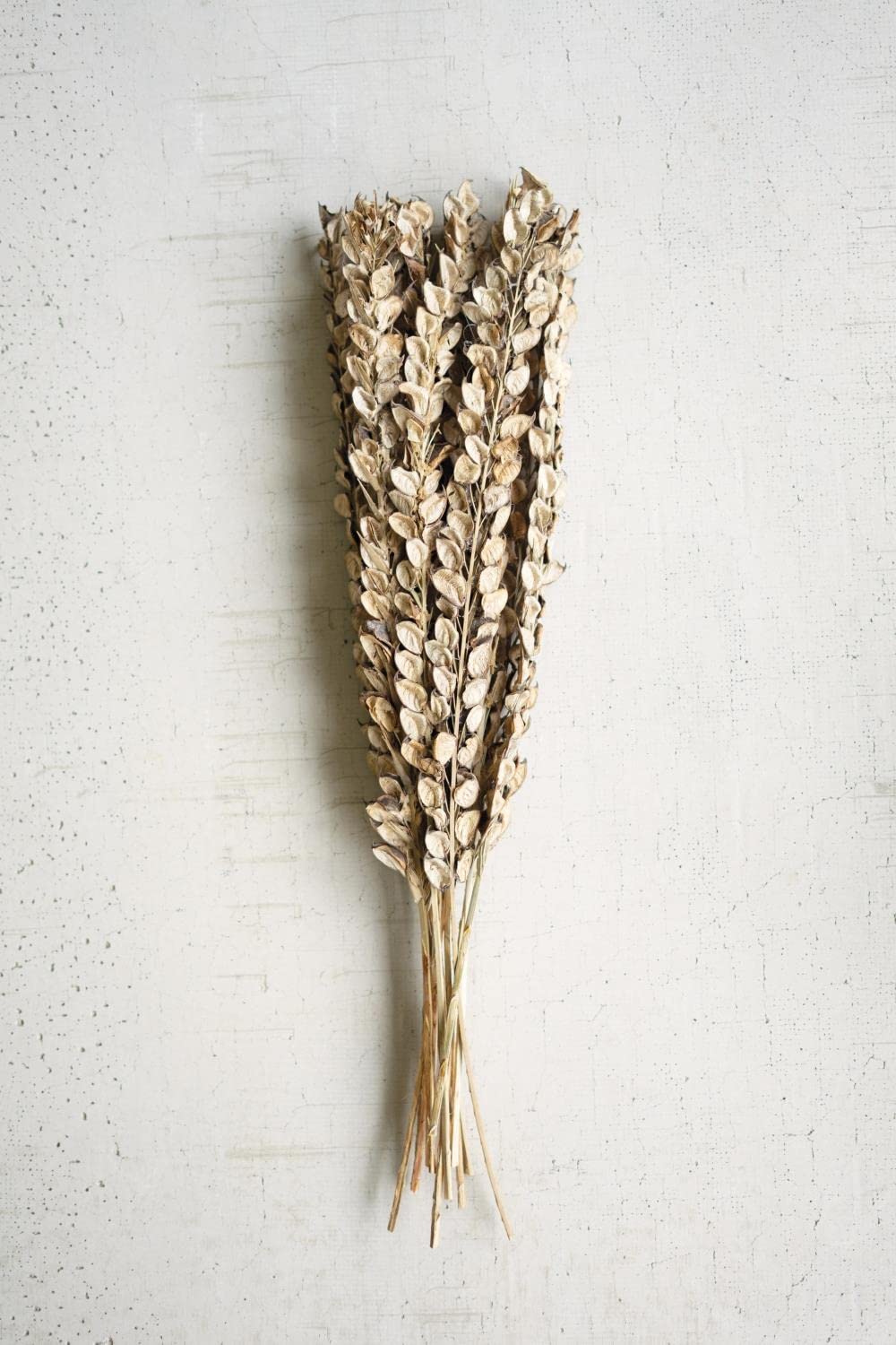 BUNDLE OF 12 COTTON PETALS ON STEMS