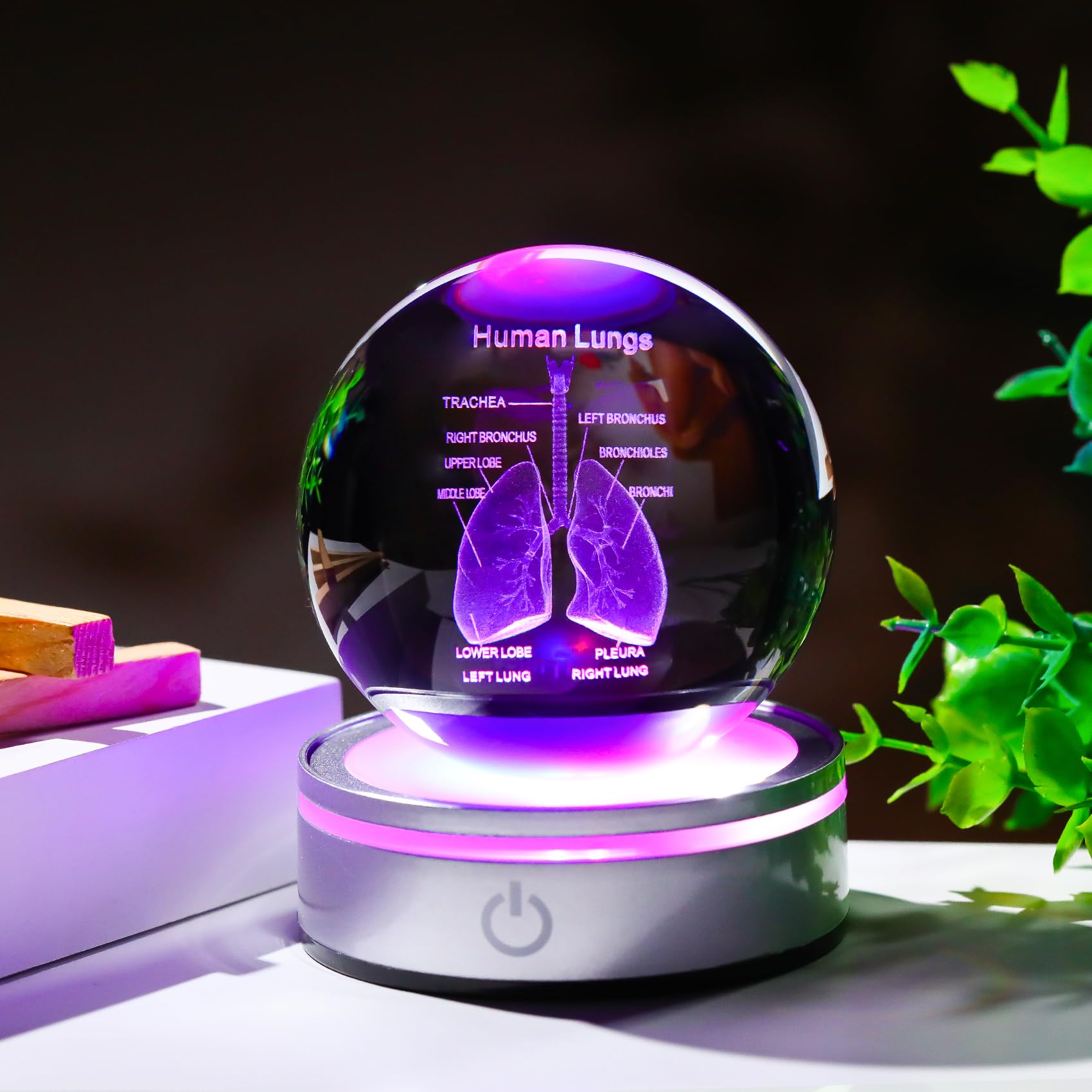 Enjinkail 3D Human Lung Model Crystal Ball Doctor Gifts For Women Men, Laser Etched Glass Anatomical Lung Figurine Science Biolo