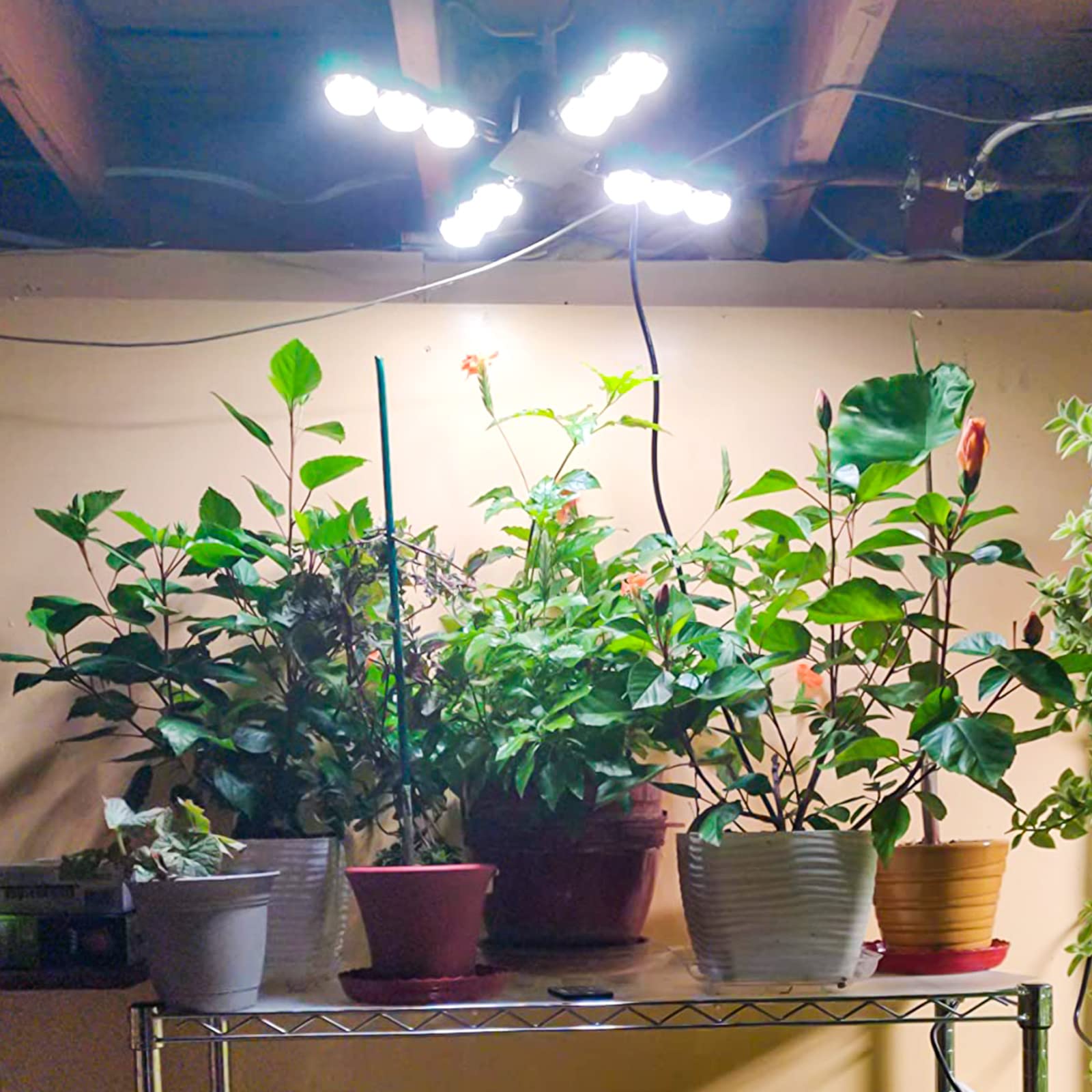 SANSI LED Grow Light 60W Full Spectrum Plant Lamp with Optical Lens, Black, Model C21FS-BE26-60W, Ideal for Indoor Greenhouse Plants