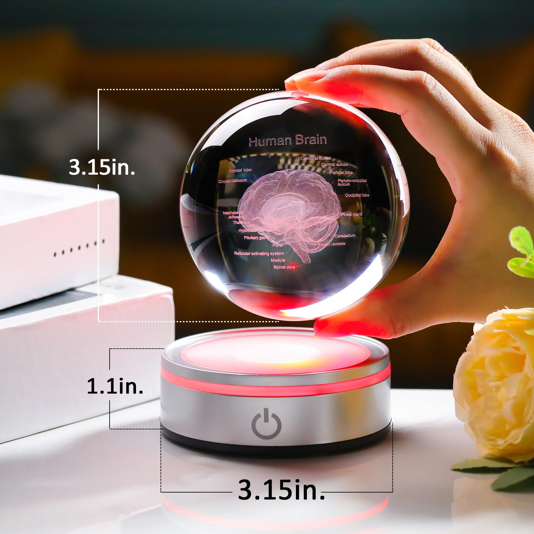 Enjinkail Brain Gifts For Neurologist, Laser Ethced Human Brain Anatomical Model 3D Crystal Ball, Brain Surgery Gifts For Doctor