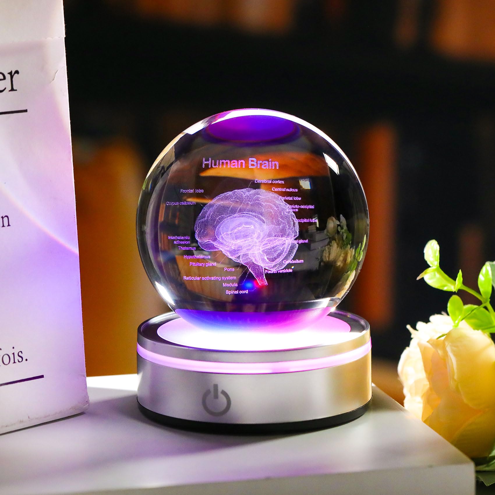 Enjinkail Brain Gifts For Neurologist, Laser Ethced Human Brain Anatomical Model 3D Crystal Ball, Brain Surgery Gifts For Doctor