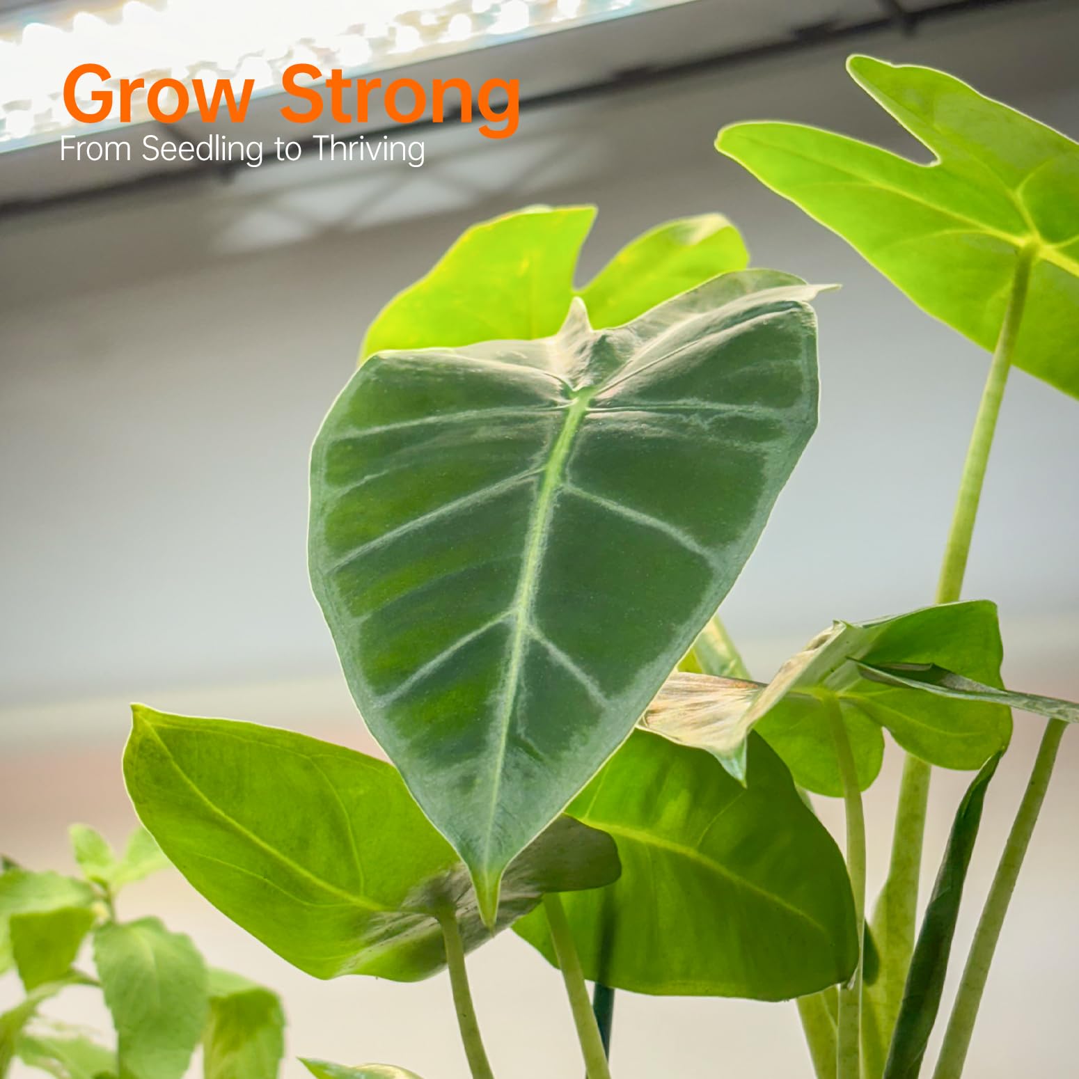 Bstrip Indoor Greenhouse with Grow Light, Metal Plant Stand, 3 Pack T8 2FT Full Spectrum Plant Lights, Timer, Black, 23.5x13.8x5