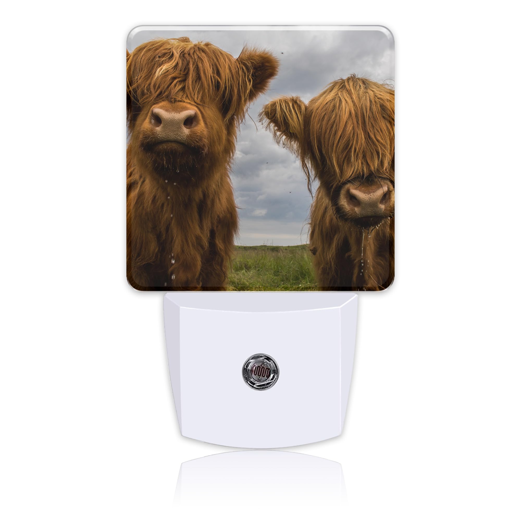 Uiaoiais Highland Cows Night Light with Dusk to Dawn Sensor for Kid Girls Boys Women Men Room Decor, Hallway, Kitchen, Bathroom,