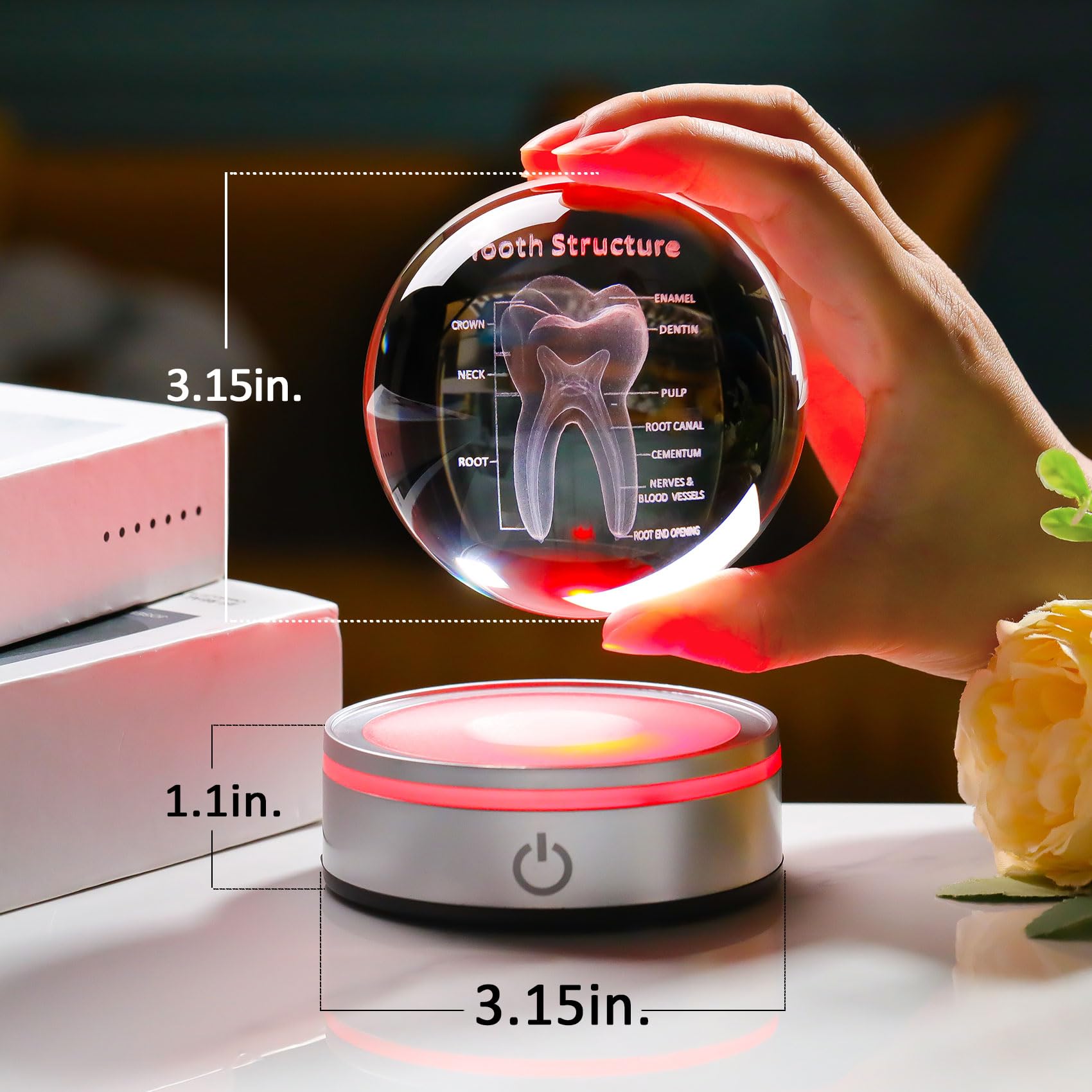 Enjinkail Tooth Model 3D Crystal Ball Dental Gifts For Women Men, Dentist Hygienist Present Office Decor With Led Base, Laser Et