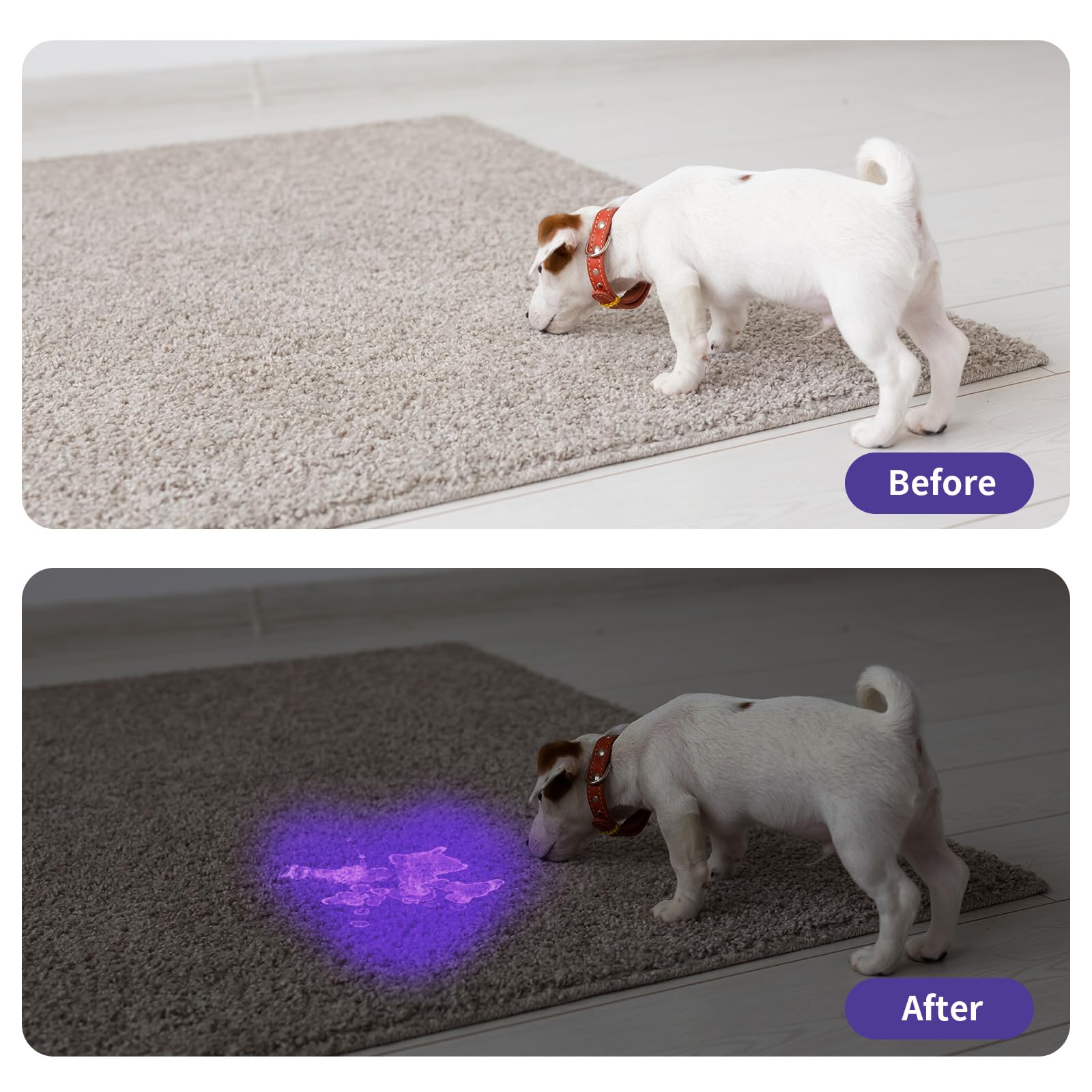 COSOOS 2 Pack Black Light Flashlight, 12LED 395nm UV Mini Torch, Silver Aluminum, Dogs Urine Detector, Bed Bugs & Scorpions.