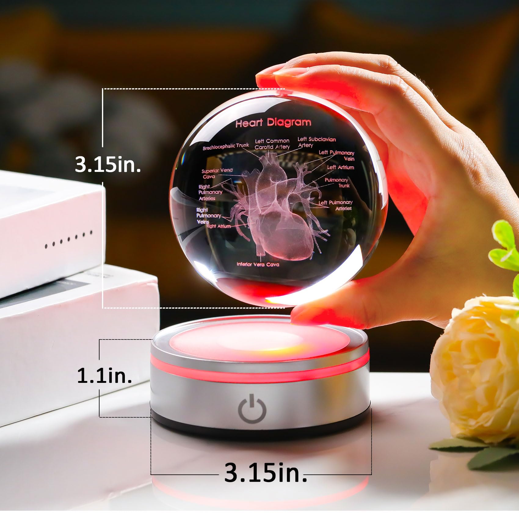 Enjinkail 3D Heart Model Crystal Ball Doctors Gift, Cardiologist Gift For Men And Women With Colorful Led Base, Medical Statue F