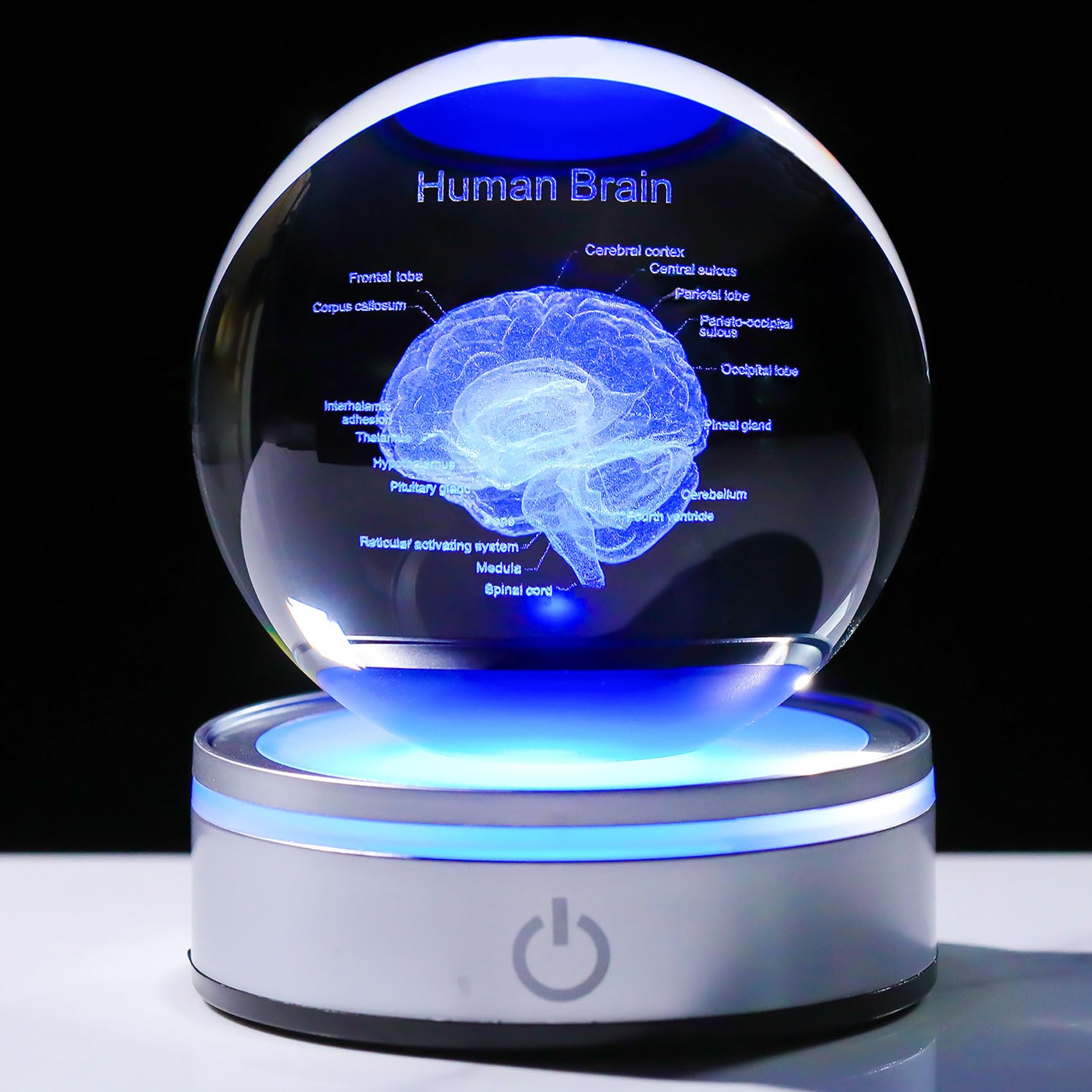 Enjinkail Brain Gifts For Neurologist, Laser Ethced Human Brain Anatomical Model 3D Crystal Ball, Brain Surgery Gifts For Doctor