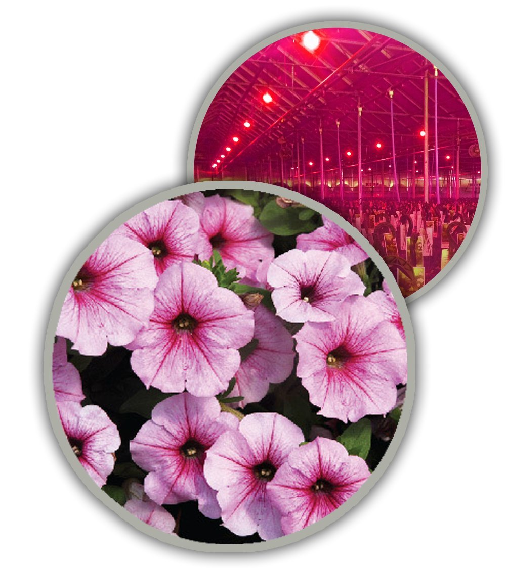 Totalgrow Pure Flowering 200 Lamp For Flowering Control