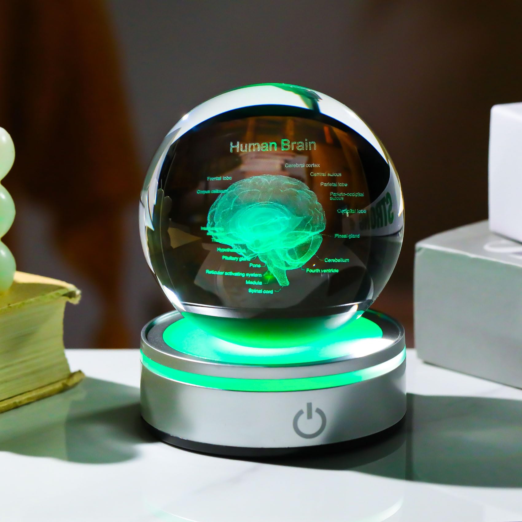Enjinkail Brain Gifts For Neurologist, Laser Ethced Human Brain Anatomical Model 3D Crystal Ball, Brain Surgery Gifts For Doctor