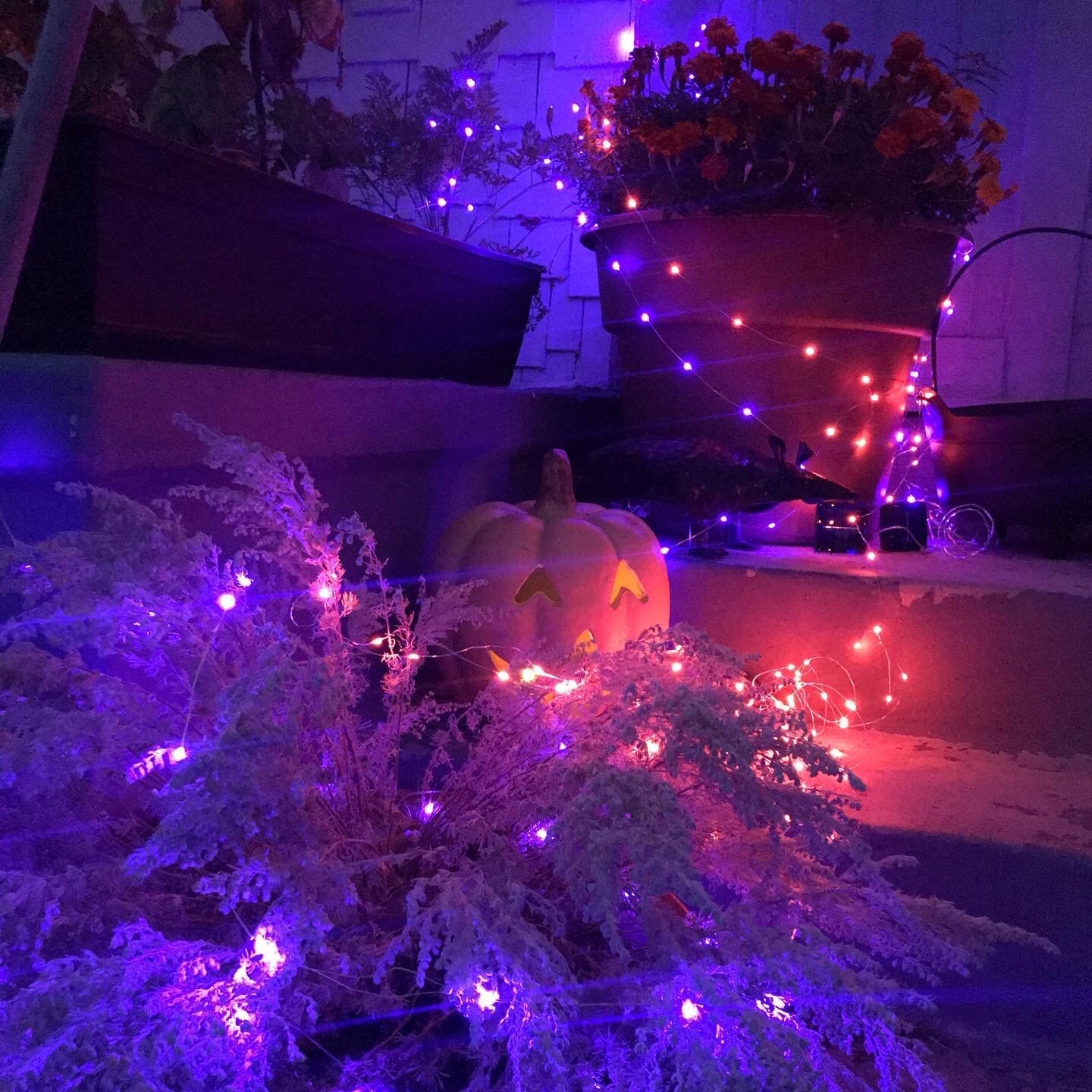 Qitong 66Ft Purple Solar Fairy Lights, 200 Led, Waterproof, 8 Modes For Garden & Patio Decor