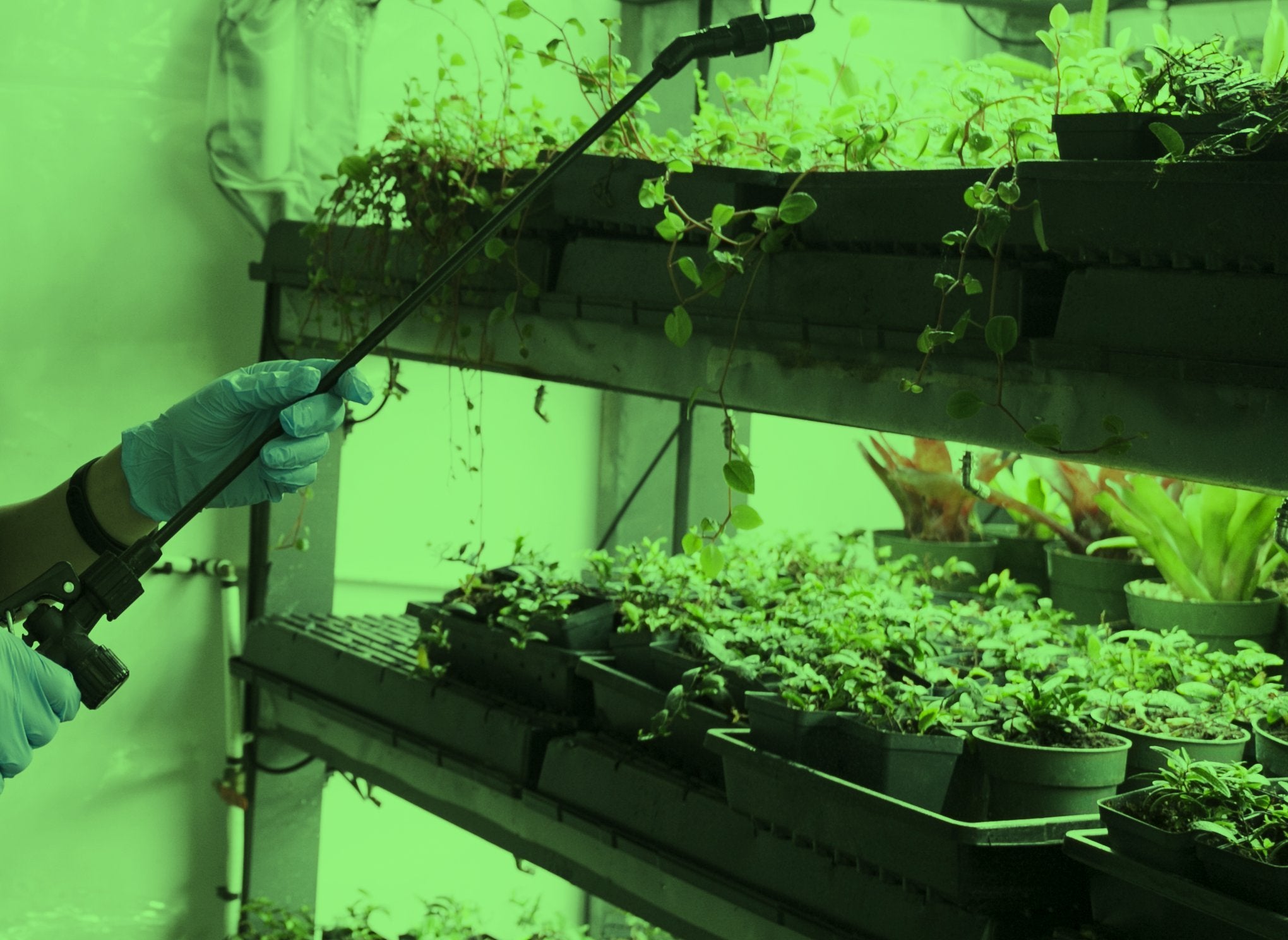 Miracleled 11W A19 Green Led Grow Light Bulb, Omni-Directional, 4-Pack