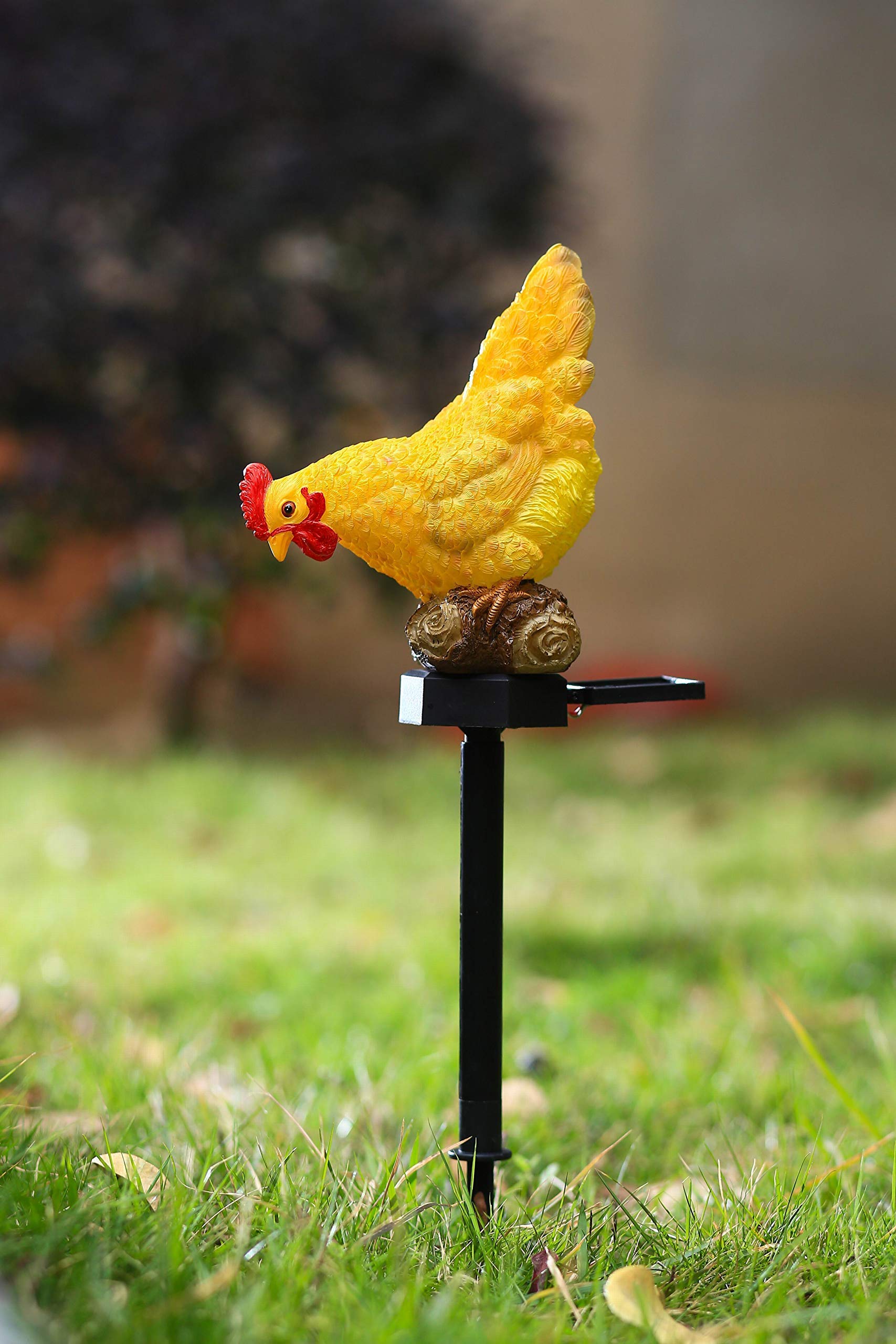 CHUANGFENG Outdoor Chicken Solar Lights, Resin Garden Decor, Cute Chicken Gifts for Patio, Mother's Day, Model CF-JASON-2011112