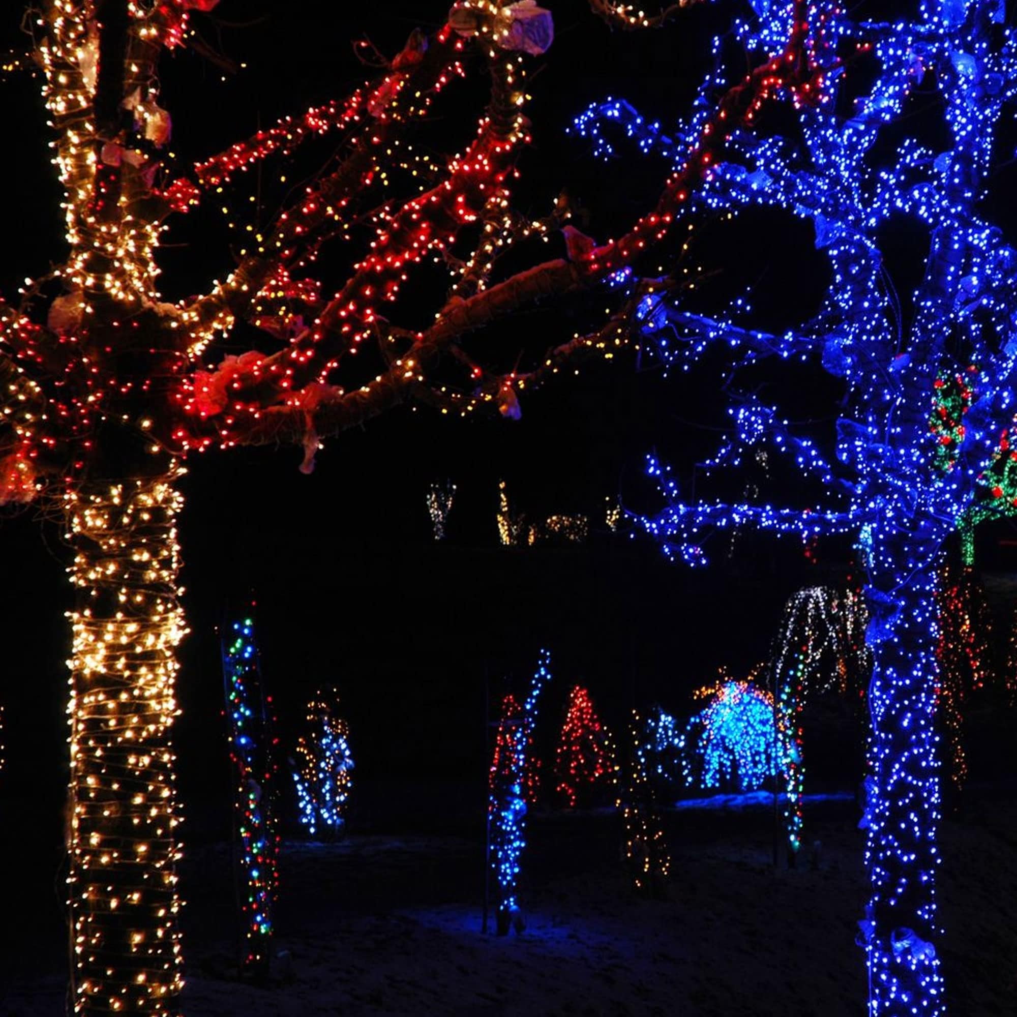 TW SHINE Christmas Lights, 200 LED, 66FT Outdoor Waterproof, 8 Modes, Red, Model HB-200COI