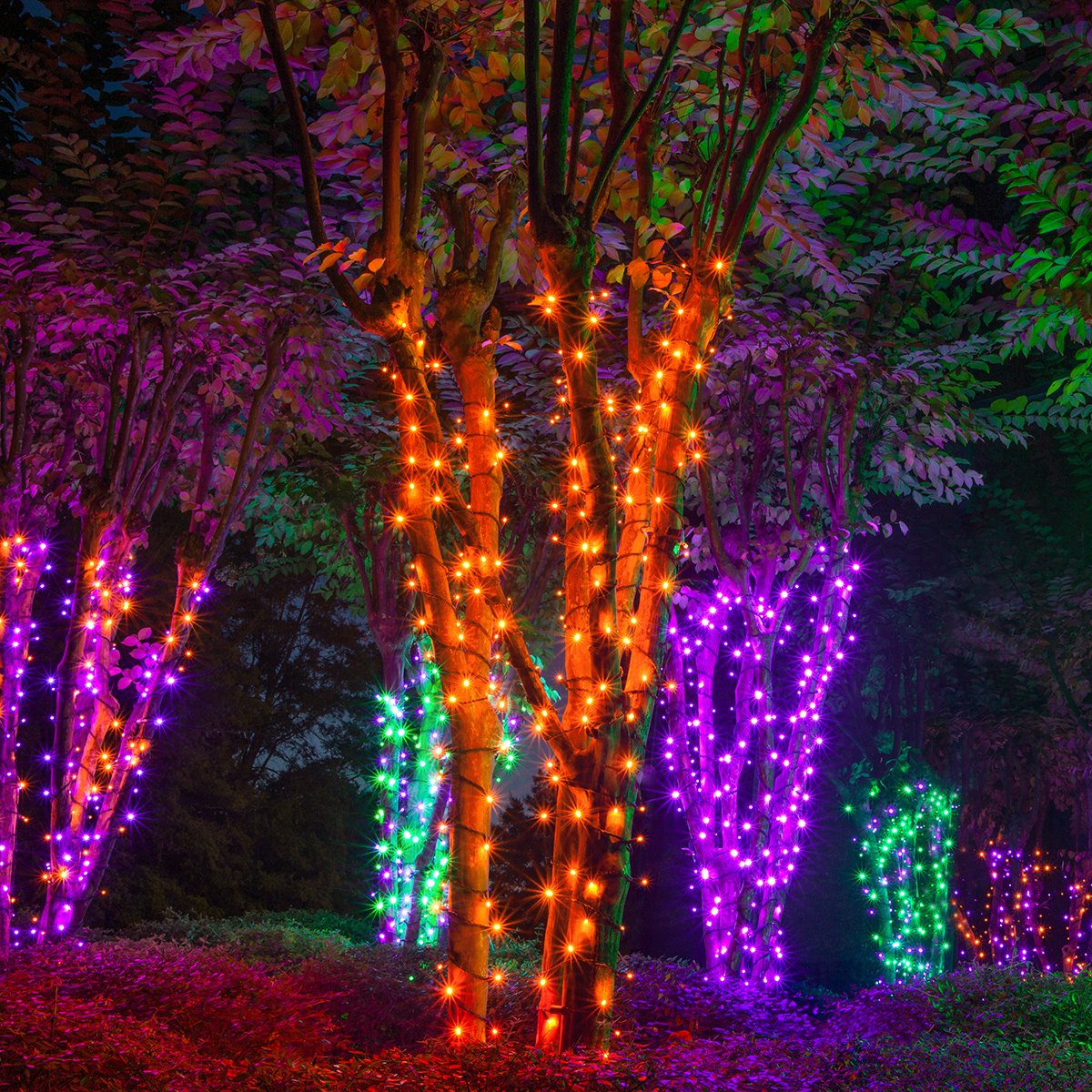 Wintergreen Lighting Led Purple, Green Halloween Mini Light Set, 70 5Mm Lights, Indoor/Outdoor Halloween Light Decorations, 120V Ul Certified, Black Wire