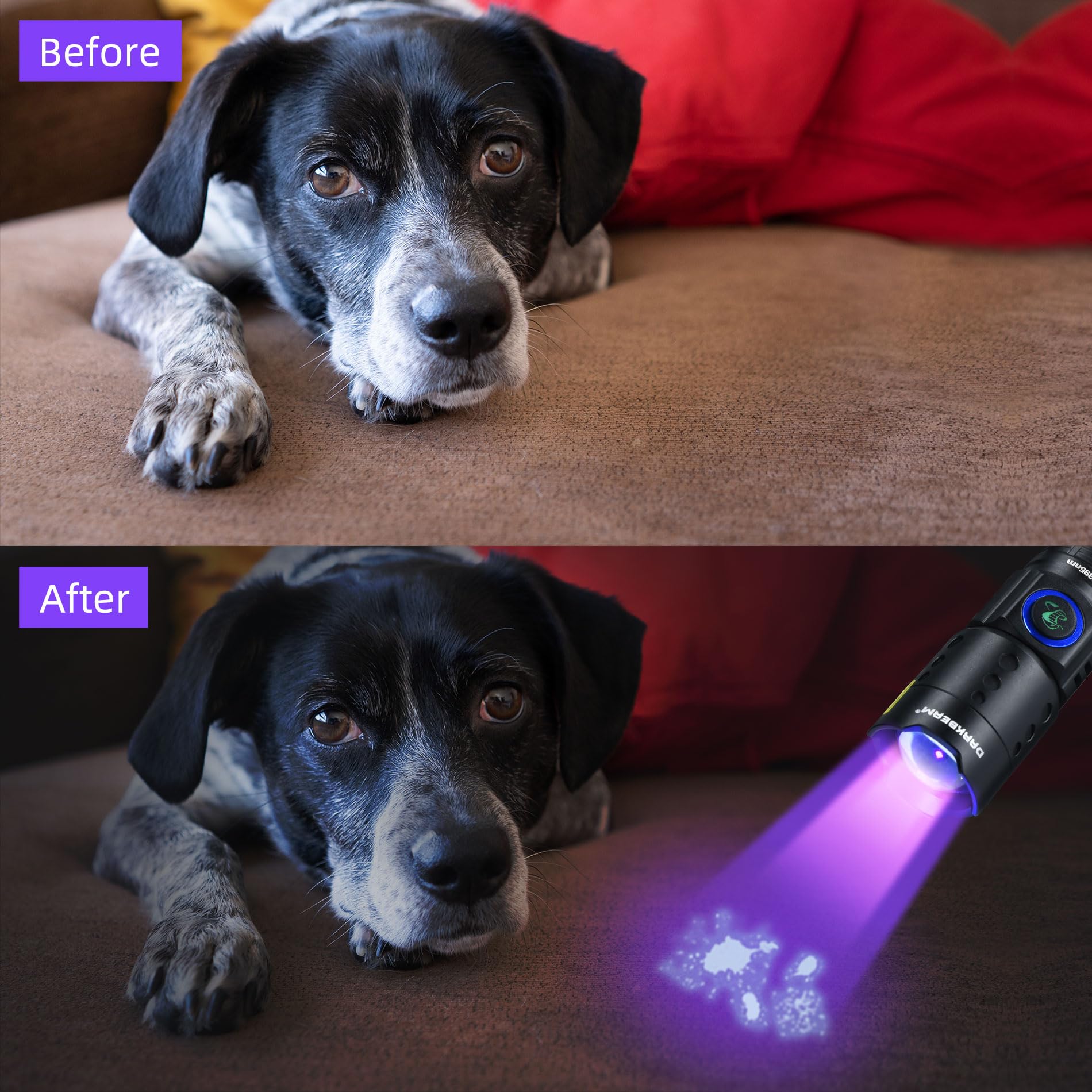 DARKBEAM UV Flashlight, 395 NM Black Light LED, Rechargeable USB-C, Water Resistant, Focusable, Model B61-DB-395NM