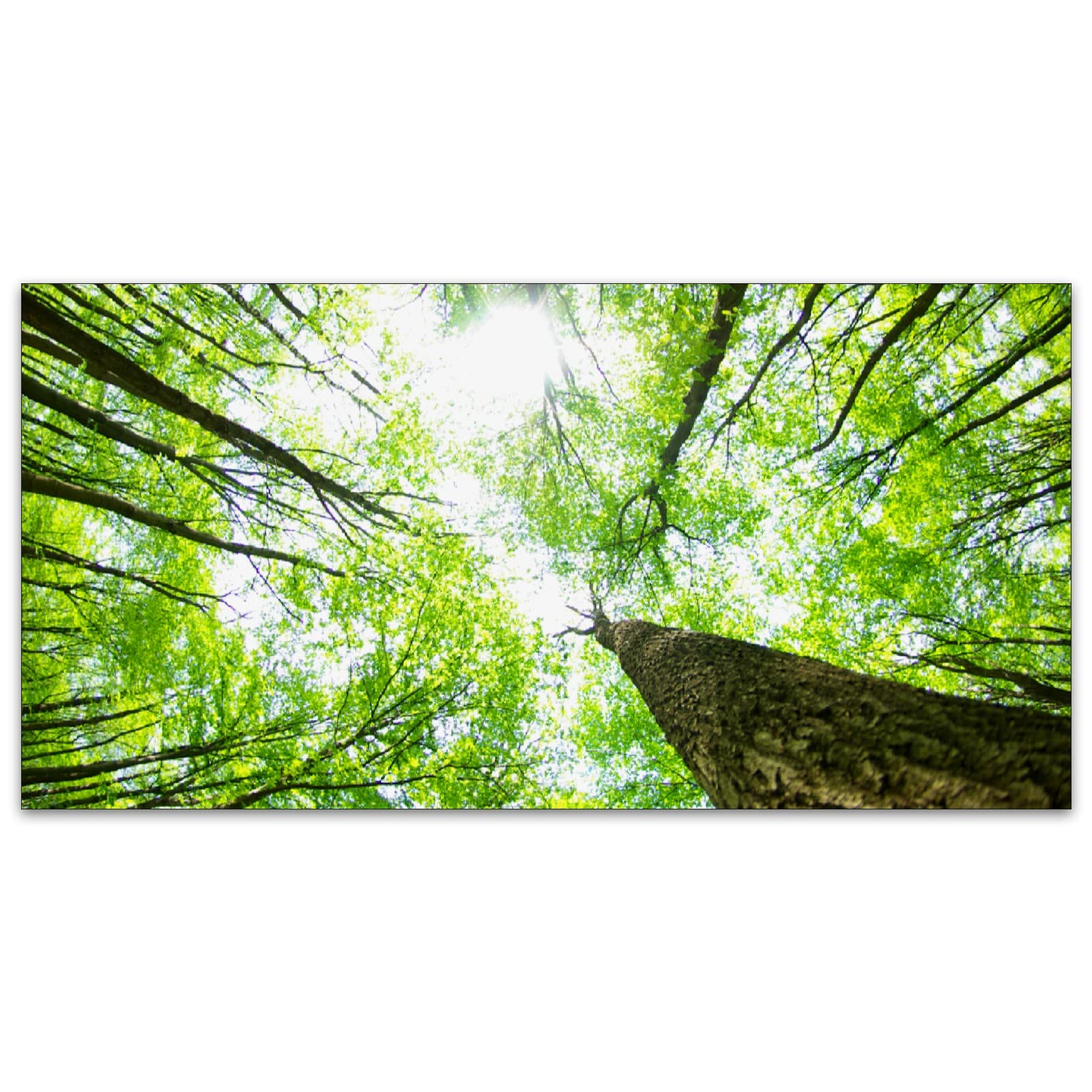 BIROSVSY Fluorescent Light Covers - Backlit Film, 22.83in x 46.5in, Giant Trees Design for Classroom and Office