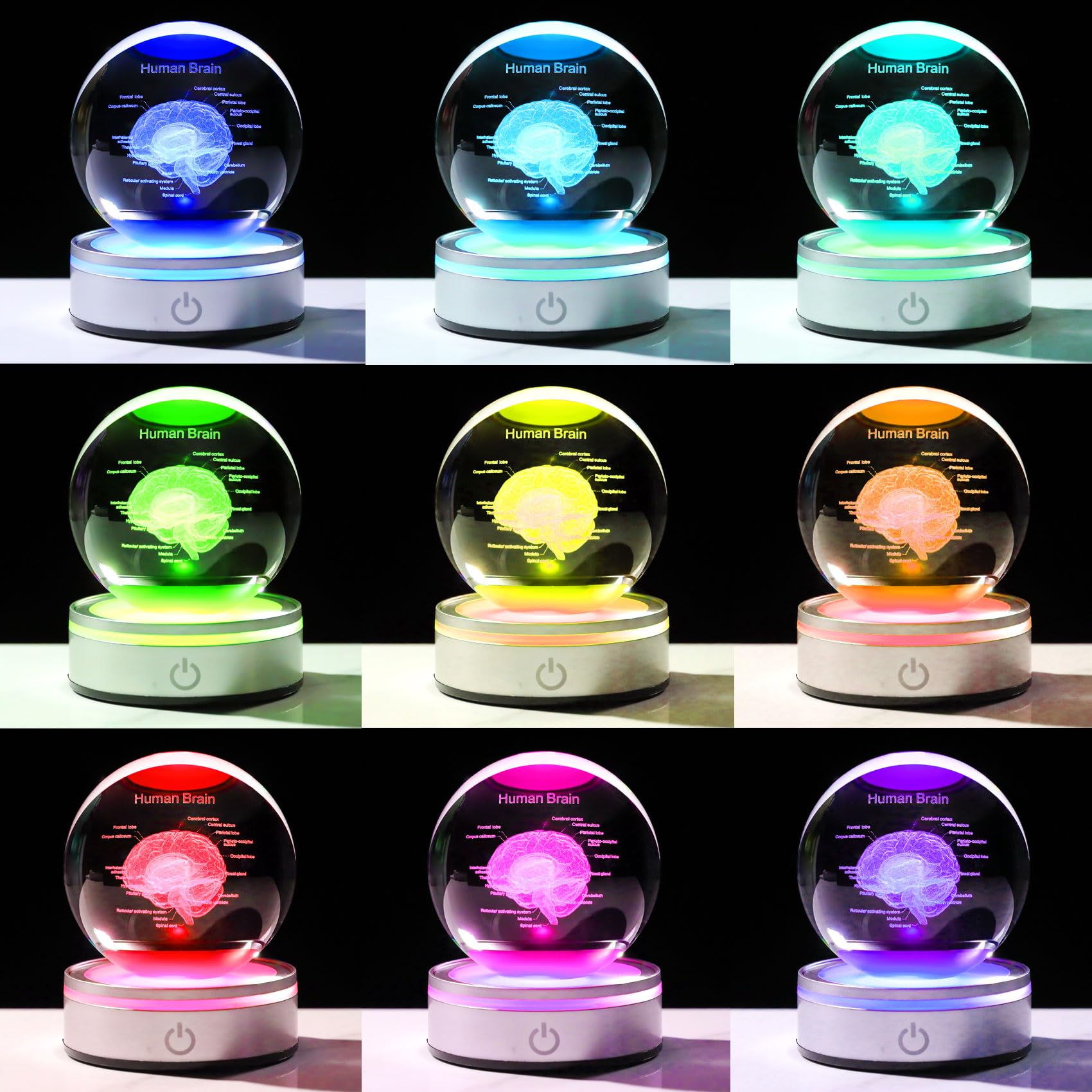 Enjinkail Brain Gifts For Neurologist, Laser Ethced Human Brain Anatomical Model 3D Crystal Ball, Brain Surgery Gifts For Doctor