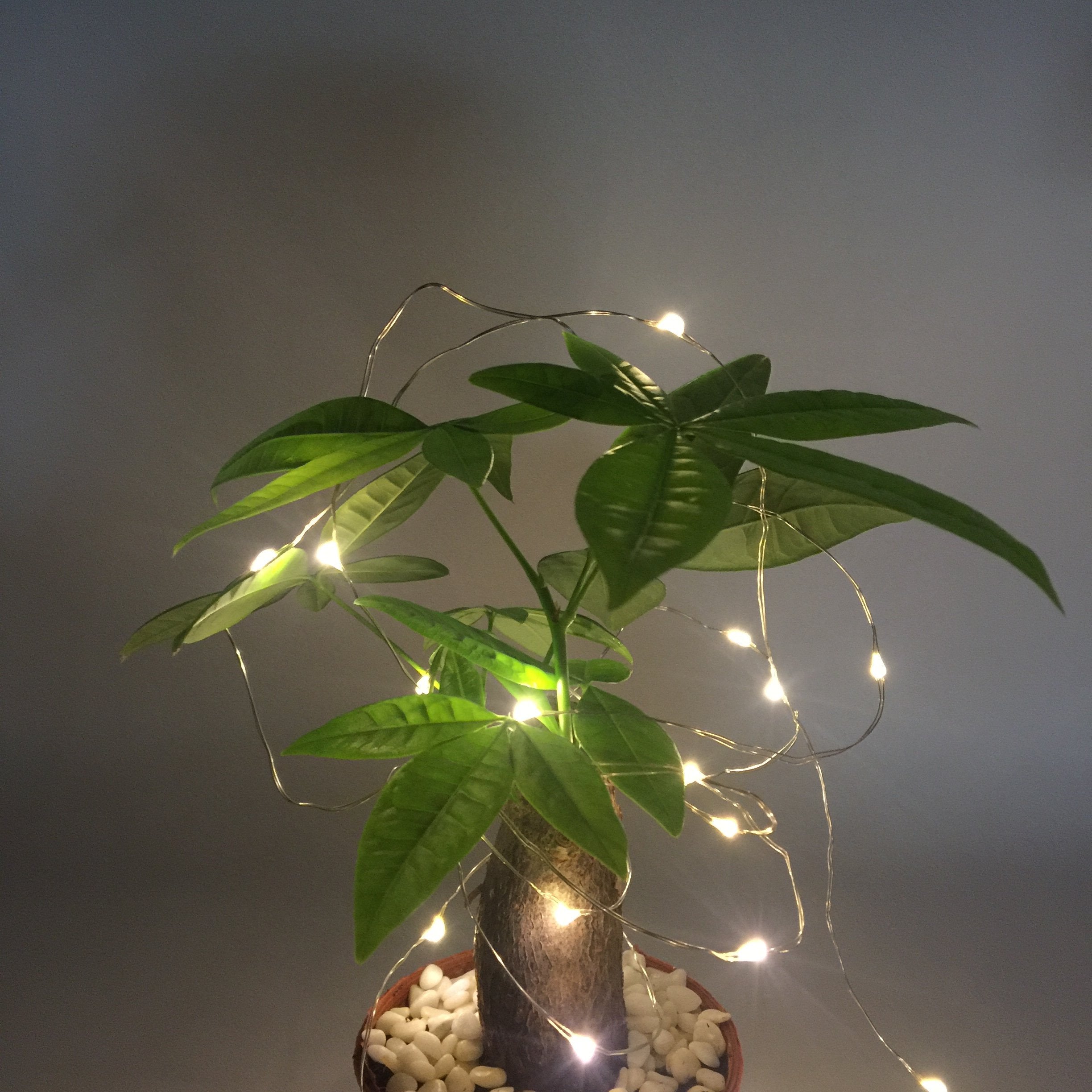 Luna Gift Pack 2 Indoor Mini Starry String Lights, Battery-Operated Fairy Lights With Timer For Christmas Party Bedroom Decoration,50Count Leds,18Ft Silver Wire (Warm White)