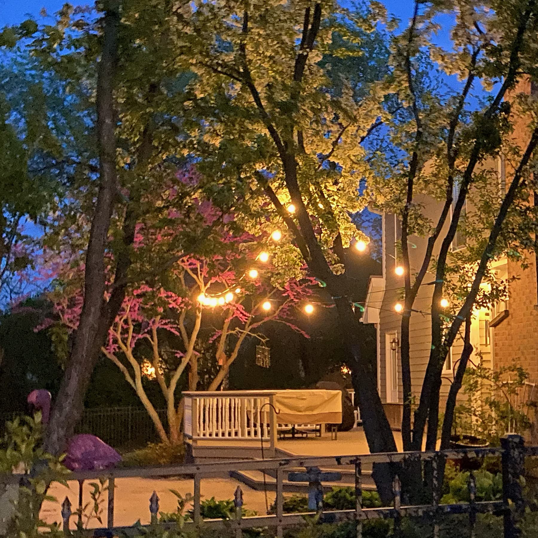 Maindeco S14 Replacement Light Bulbs, 11W Incandescent Light Bulbs With E26 Medium Base For Commercial Grade Outdoor Patio String Lights,20 Pack