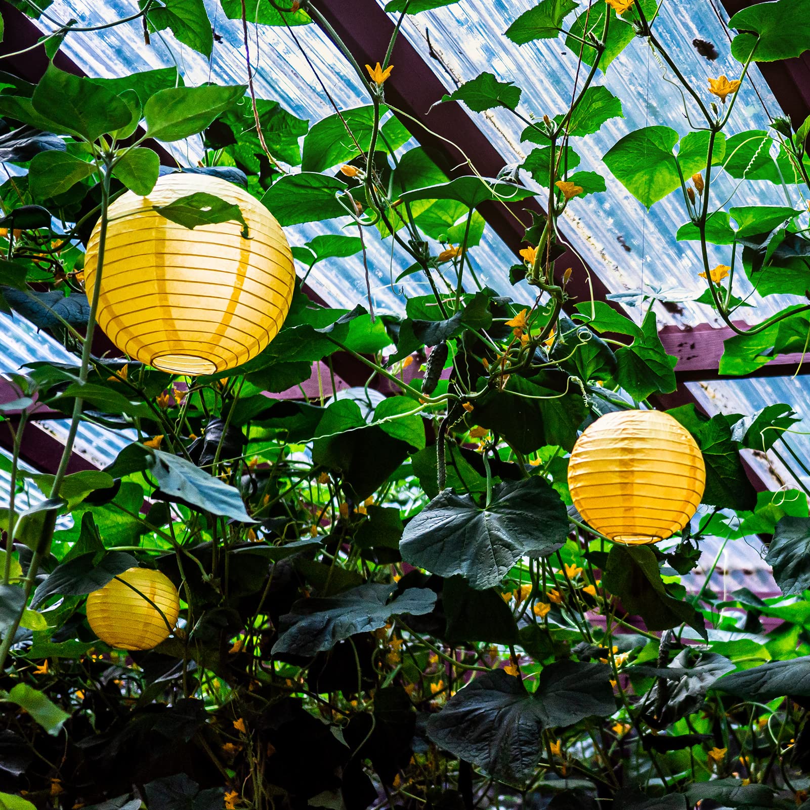 Avoseta Yellow Paper Lanterns - 25 Piece Set - Party Decorations for Birthdays, Weddings, and Special Occasions