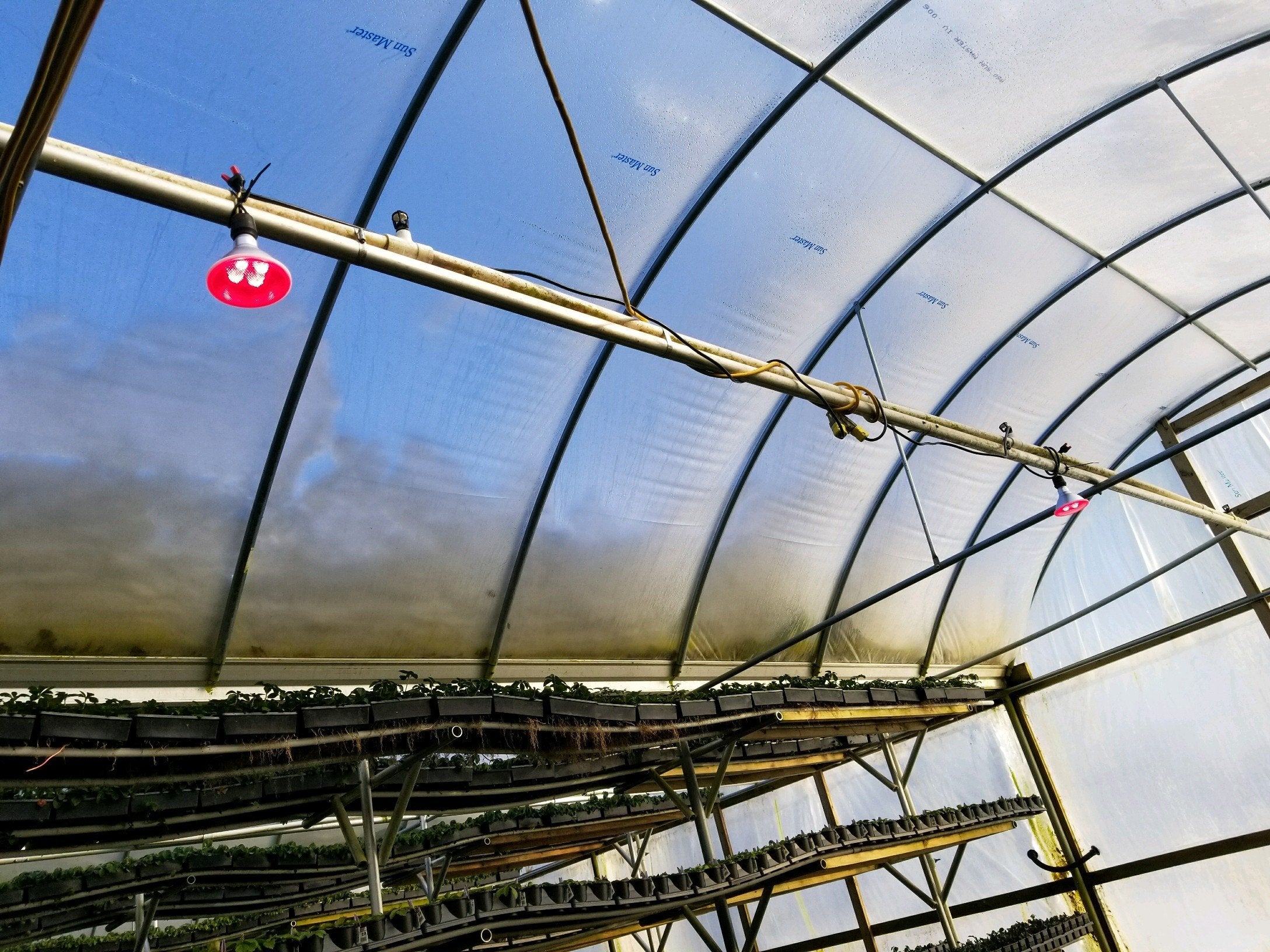 Totalgrow Pure Flowering 200 Lamp For Flowering Control