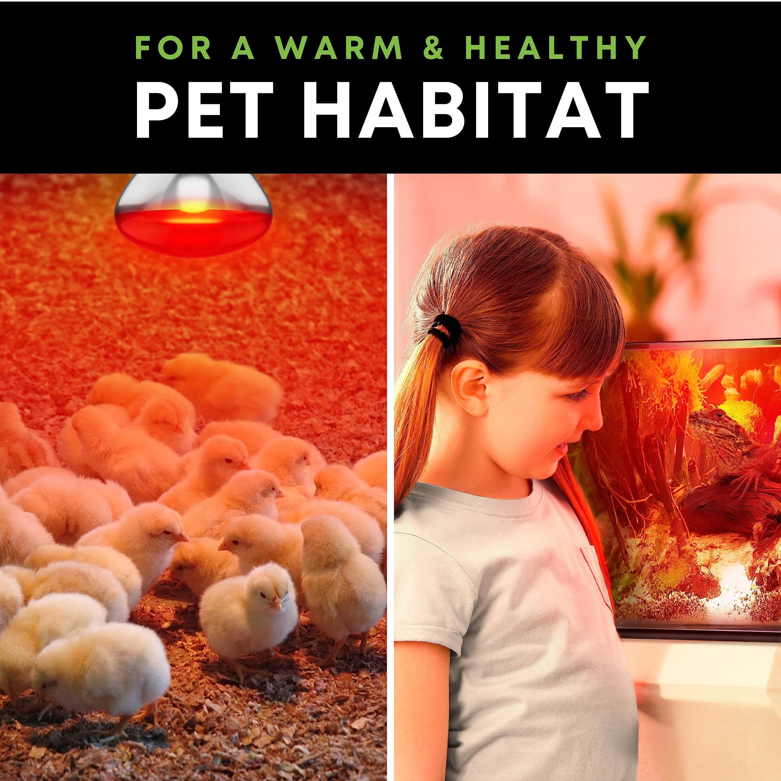 250 W Att R40 Incandescent Light Bulbs (2-Pack) - Bathroom Infrared Heat Lamp For Chickens Chicks Puppies Reptiles Livestock Poultry , Sauna Red Light Therapy Bulb | 2,000 Hour Rated, E26 Base, 120V