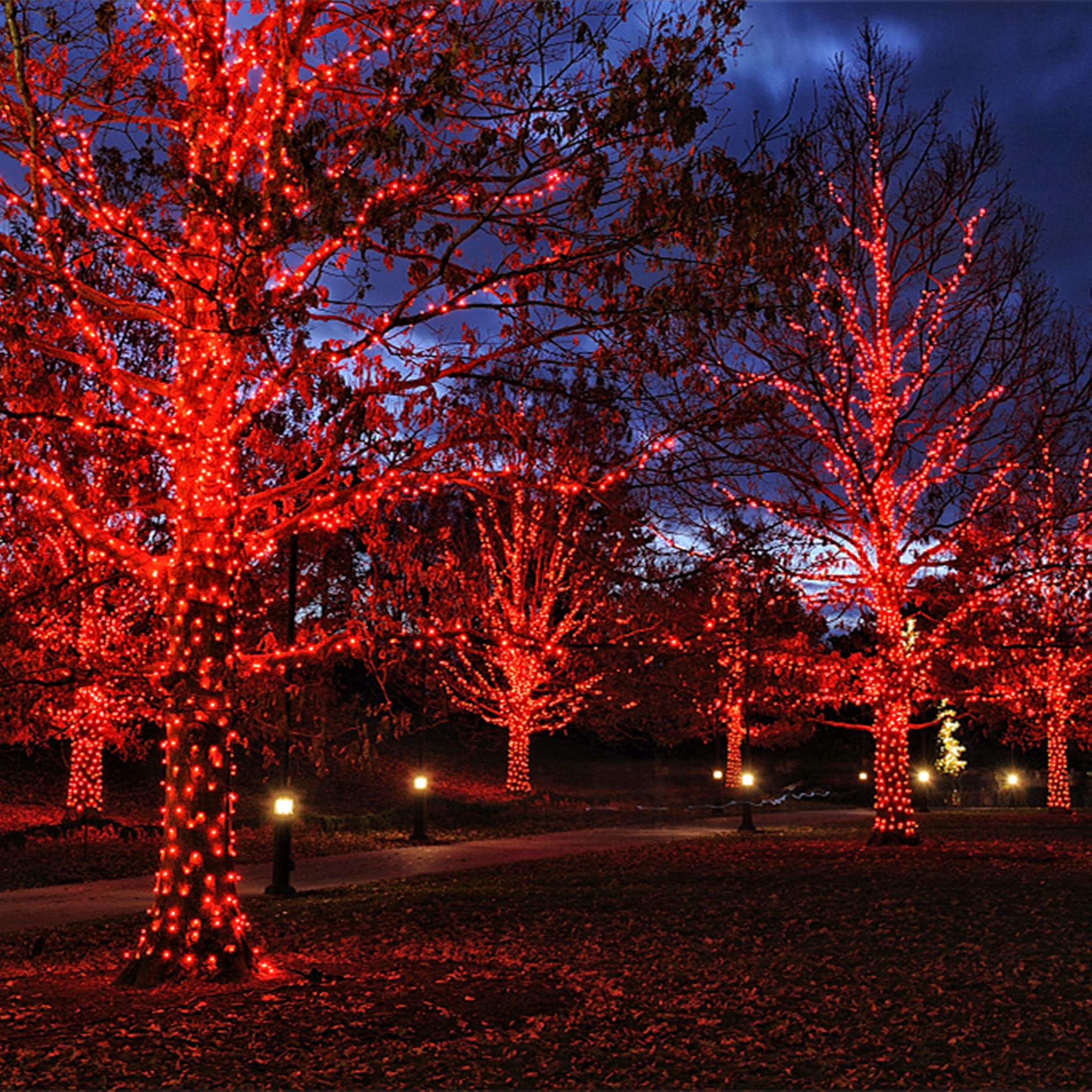 Twinkle Star 150-Count Incandescent Mini String Lights, Red, 120V UL Certified for Indoor Outdoor Xmas Tree, Wreath, Patio, Party Decor