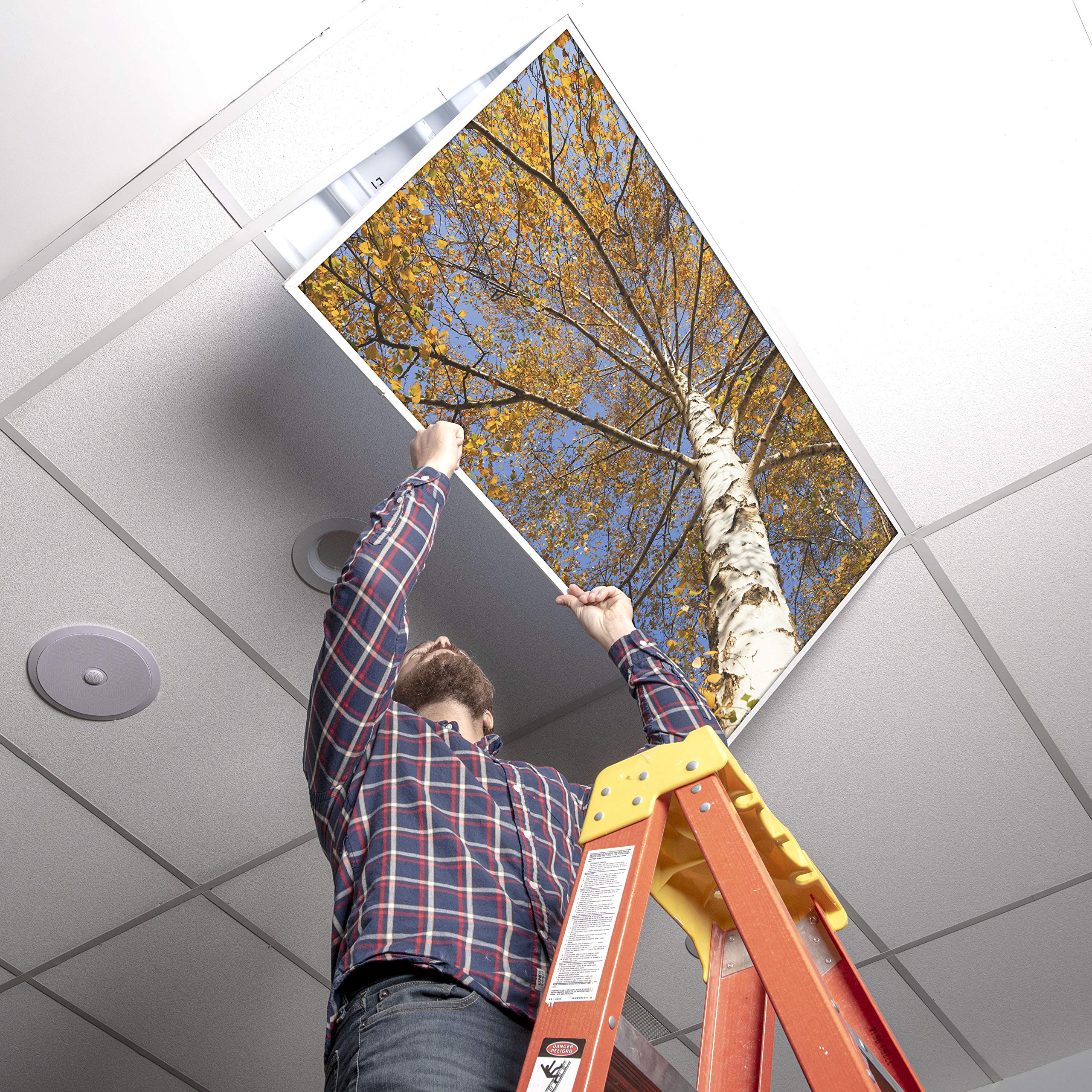 OCTO LIGHTS Fluorescent Light Cover Backlit Film Insert 2x4 Autumn Birch Tree 22.38inx46.5in Model TRE-003-2x4 Pack of