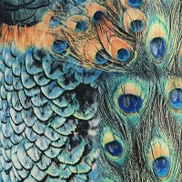 Peacock Print Medium Drum Lamp Shade 14