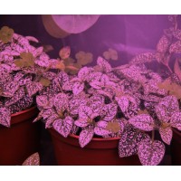 Miracle Led Absolute Daylight Max Red & Blue Led Grow Lite - Replaces Up To 150W