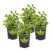 Bonnie Plants Spearmint Live Edible Aromatic Herb Plant - 4 Pack, Pet Friendly, Low Light, Part Shade, Great For Indoors