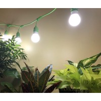 The MiracleLED wide angle grow light in full spectrum is an evolution for the indoor garden Grow multiple plants with more even coverage than traditional LED bulbs and at the fraction of the cost Sipping only 11W and replacing up to 150W this bulb runs at