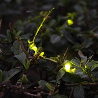 Myhh-Lites Solar Powered Firefly Lights, Zhongxin Flickering Fireflies String Lights With 7 Amusing Fireflies Bulbs, Brings Back Memories Of Your Childhood