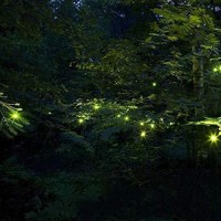 Myhh-Lites Solar Powered Firefly Lights, Zhongxin Flickering Fireflies String Lights With 7 Amusing Fireflies Bulbs, Brings Back Memories Of Your Childhood