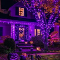 Jmexsuss 2 Pack Purple Solar Lights Outdoor Waterproof 100 Led 427Ft Purple Halloween Lights 8 Modes Solar Halloween Lights